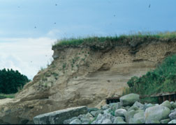 Mauerseglersiedlung in der Steilk&uuml;ste