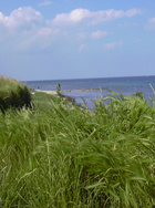 Strandroggen an der Steilkueste