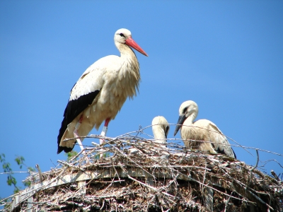 storch.jpg