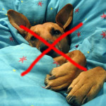 hund-im-bett-300x3001 hund-im-bett-300x3001