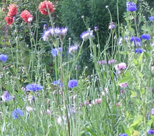 Sommerblumen Naturgrundstück