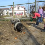 schweine-mit-kindern schweine-mit-kindern